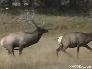 Wild animals mating is something that turns this guy on