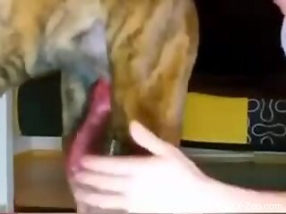 Blonde babe wants to feel the dog's dick and play with it
