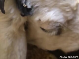 Man inserts his huge dick in the furry animal's wet pussy