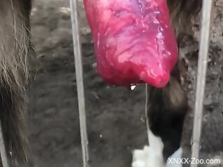 Aroused guy wants this massive animal cock in his mouth