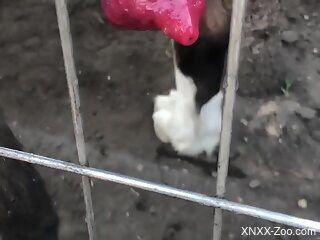 Aroused guy wants this massive animal cock in his mouth