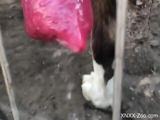 Aroused guy wants this massive animal cock in his mouth