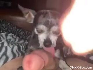 Small dog licks owner's erect penis during home masturbation solo