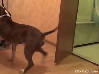 Sexy woman screams for more cock while the dog fucks her