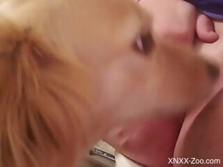 Aroused man lets curious dog join his jerk off play