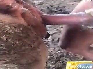 Aroused man inserts his large dong deep in a farm animal's pussy
