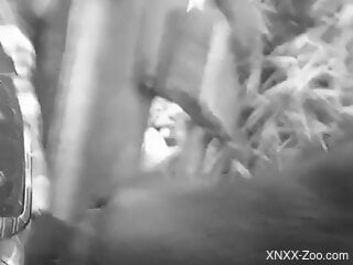 Amateur man lets the curious farm animal lick that monster cock