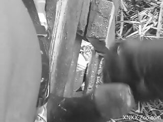 Amateur man lets the curious farm animal lick that monster cock