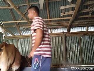 Young farmer things about fucking the cow in the ass