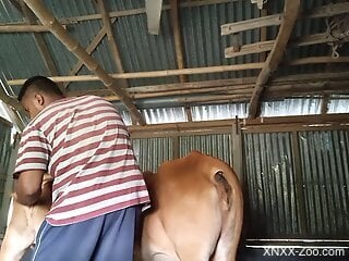 Young farmer things about fucking the cow in the ass