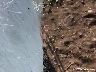 Amateur man sticks entire cock in horse's pussy