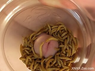 Guy sticks his dick in a jar filled with worms