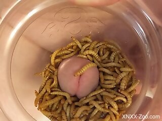 Guy sticks his dick in a jar filled with worms