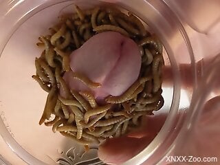 Guy sticks his dick in a jar filled with worms