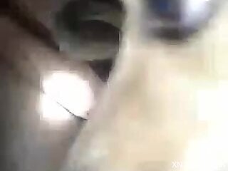 Aroused man fucks his dog in the ass and records himself