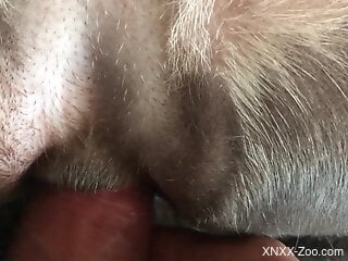 Man inserts whole dick in dog's wet pussy for the ultimate sensations