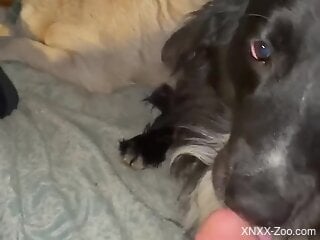 Dog licks owner's dick during webcam masturbation solo