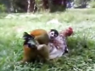 Zoo porn and zoo sex video