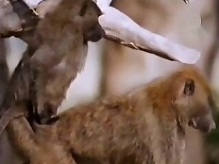 Animal porn and bestiality