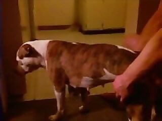 Animal Sex Porn XXX Movies