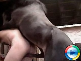 XXX bestiality zoo porn