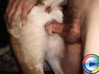Porn Animal Sex